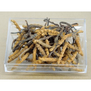 SR-2600 Pieces Cordyceps Sinensis 